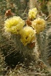 Plains Prickly Pear
