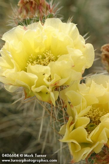 Plains Prickly Pear blossom detail