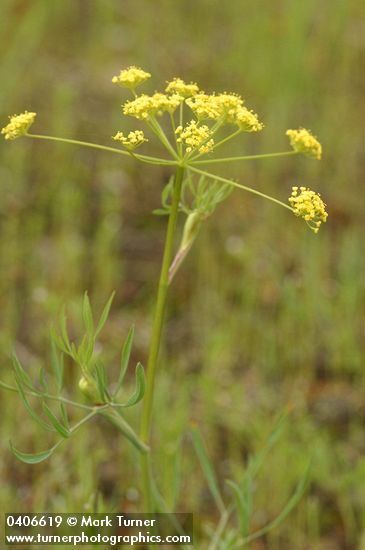 Swale Lomatium