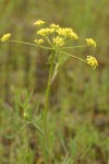 Swale Lomatium