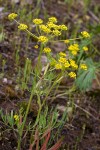 Swale Lomatium