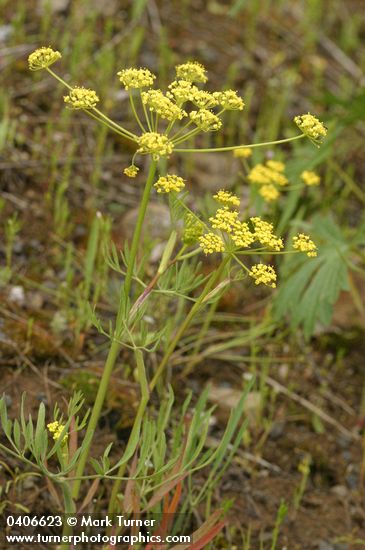 Swale Lomatium