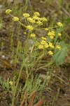 Swale Lomatium