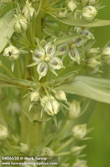 Monument Plant blossoms