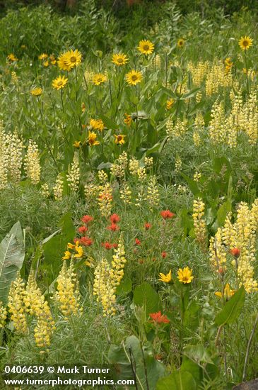 Wildflower meadow w/ Little Sunflowers, Sulphur Lupines, Harsh Paintbrush & Mules' Ears