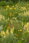 Wildflower meadow w/ Little Sunflowers, Sulphur Lupines, Harsh Paintbrush & Mules' Ears
