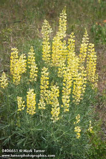 Sulphur Lupines
