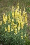 Sulphur Lupines