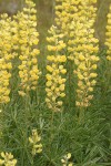 Sulphur Lupine blossoms & foliage