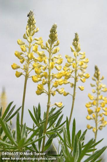 Sulphur Lupine blossoms & foliage low angle against sky