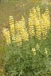 Sulphur Lupines
