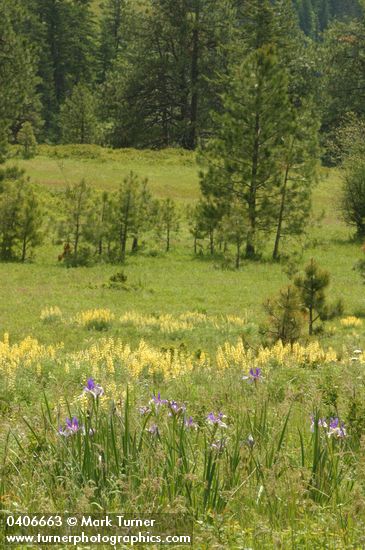 Rocky Mountain Iris, Sulphur Lupines in meadow w/ Ponderosa Pines bkgnd