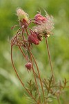 Prairie Smoke blossoms & seed heads