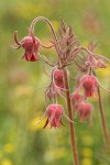 Prairie Smoke blossoms
