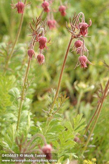 Prairie Smoke