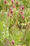 Prairie Smoke