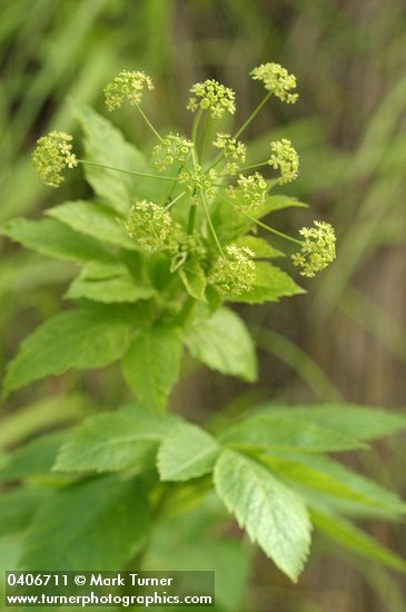 Western Sweet Cicely blossoms & foliage