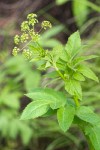 Western Sweet Cicely blossoms & foliage