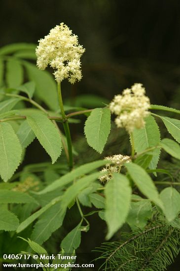 Black Elderberry blossoms & foliage