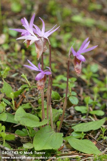Calypso Orchids