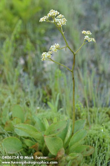 Oregon Saxifrage