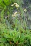 Oregon Saxifrage