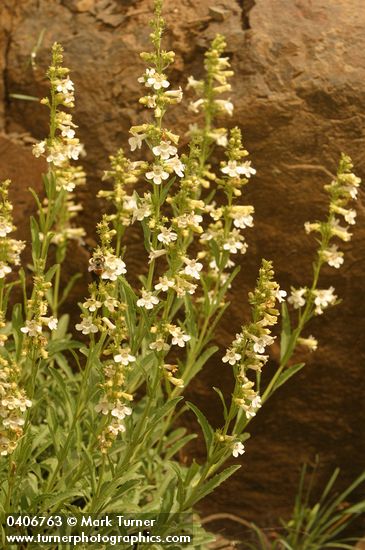 Hot Rock Penstemon