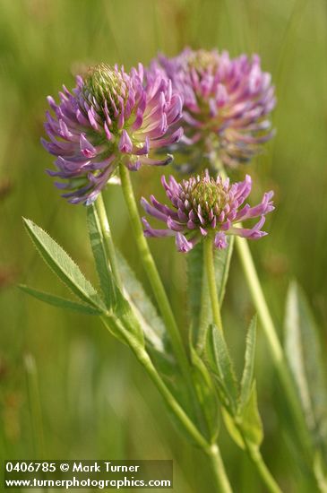 Douglas' clover blossoms & foliage