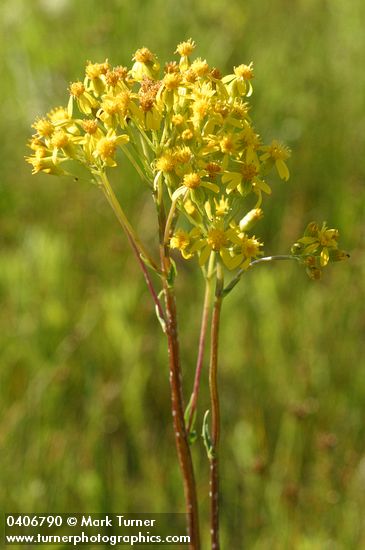 Sweet Marsh Groundsel blossoms