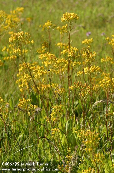 Sweet Marsh Groundsel
