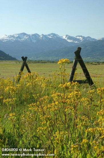 Granite Mountains w/ Sweet Marsh Groundsel along fencerow fgnd