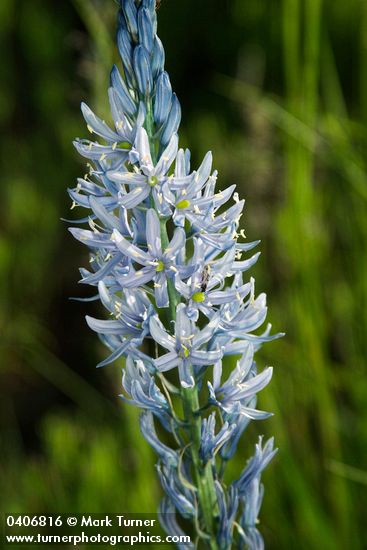 Cusick's Camas blossoms