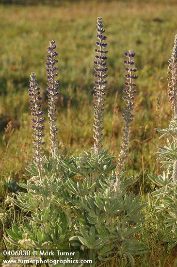Silky Lupine
