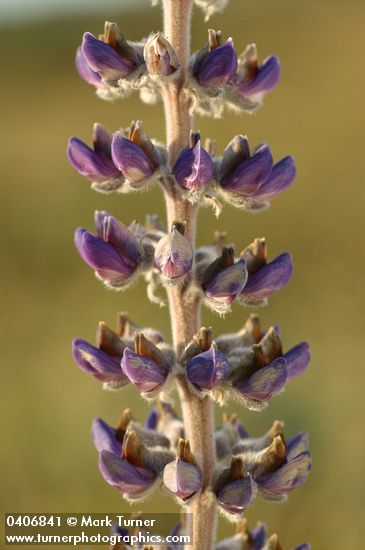 Silky Lupine blossoms detail