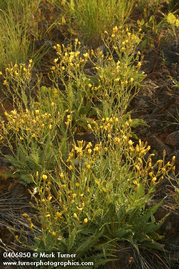 Western Hawksbeard in late afternoon light