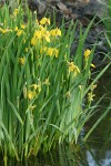 Yellow Flag Iris at edge of lake