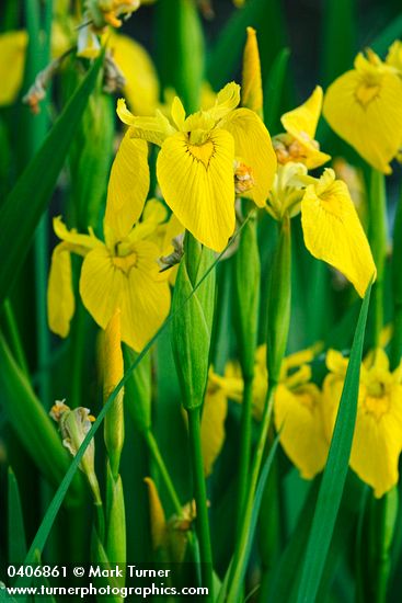 Yellow Flag Iris blossoms & foliage