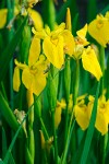 Yellow Flag Iris blossoms & foliage