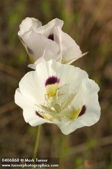 Big-pod Mariposa Lily blossoms
