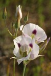 Big-pod Mariposa Lily blossoms