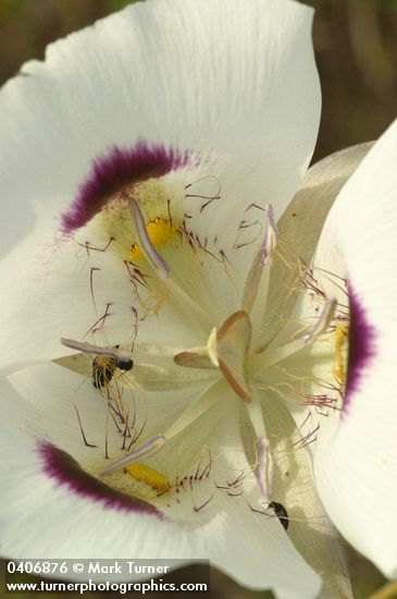 Big-pod Mariposa Lily blossom detail