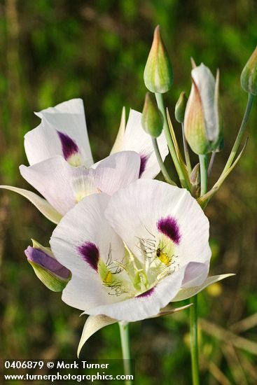Big-pod Mariposa Lily blossoms