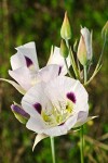 Big-pod Mariposa Lily blossoms