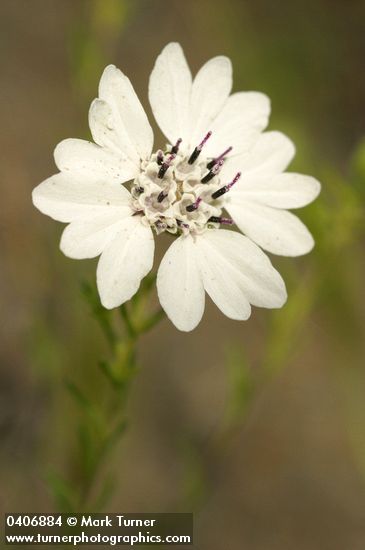 Rough Eyelashweed blossom detail