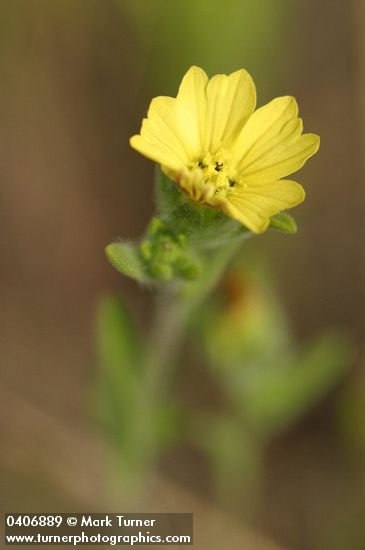 Rabbit Leaf blossom