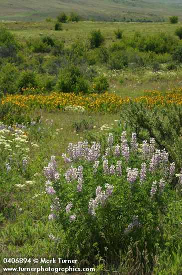 Longspur Lupines, Mule's Ears, Creamy Eriogonum in meadow