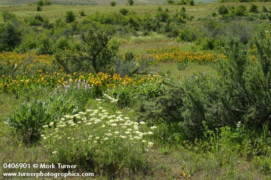 Creamy Eriogonum, Longspur Lupines, Mule's Ears w/ Bitterbrush in meadow