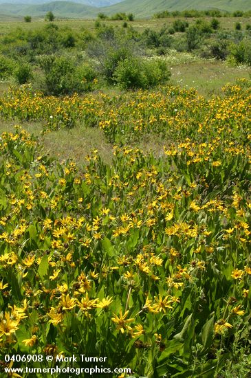 Mule's Ears in meadow