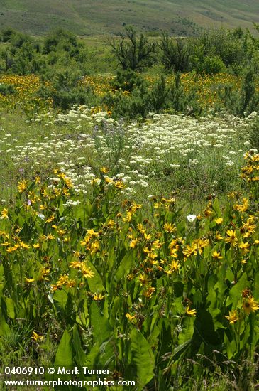 Mule's Ears, Big-Pod Mariposa Lily, Creamy Eriogonum, Longspur Lupines w/ Bitterbrush in meadow