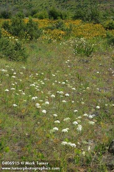 Bolander's Yampah, Mule's Ears in meadow